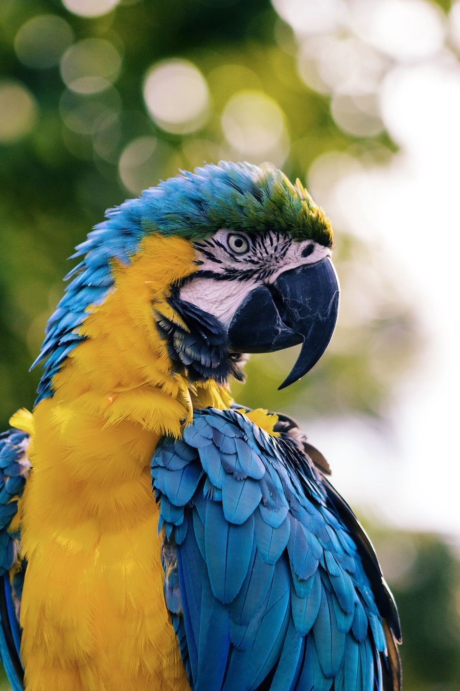 Picture of a bird