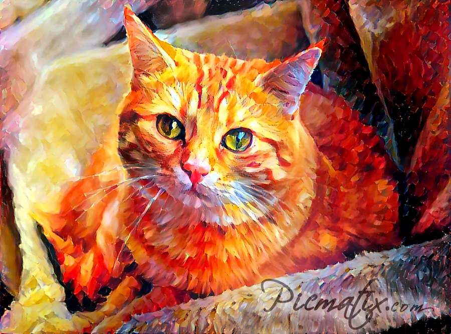 Internet Cat, Style Transfer Style: Oil Brushes